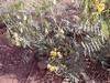 Senna Leave & PODS